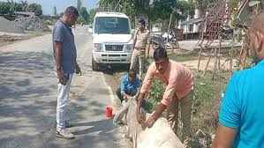 अज्ञात वाहन ने रौदा आधा दर्जन मवेशियों को