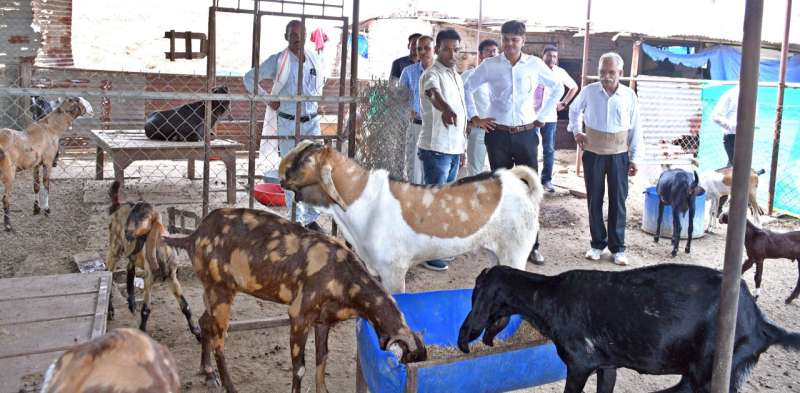 शासन की योजना से पशुपालकों के समृद्धि की राह हुई