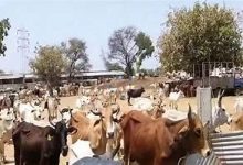 गौ संरक्षण को लेकर गोंगपा अल्पसंख्यक प्रकोष्ठ जिलाध्यक्ष ने मुख्यमंत्री से