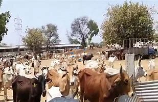 गौ संरक्षण को लेकर गोंगपा अल्पसंख्यक प्रकोष्ठ जिलाध्यक्ष ने मुख्यमंत्री से