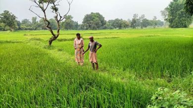 धान की फसल में तना छेदक बंकी और झुलसा जैसे