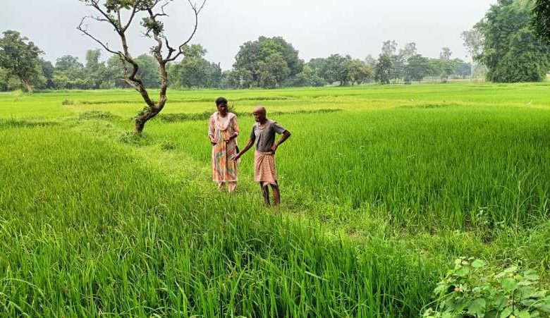 धान की फसल में तना छेदक बंकी और झुलसा जैसे