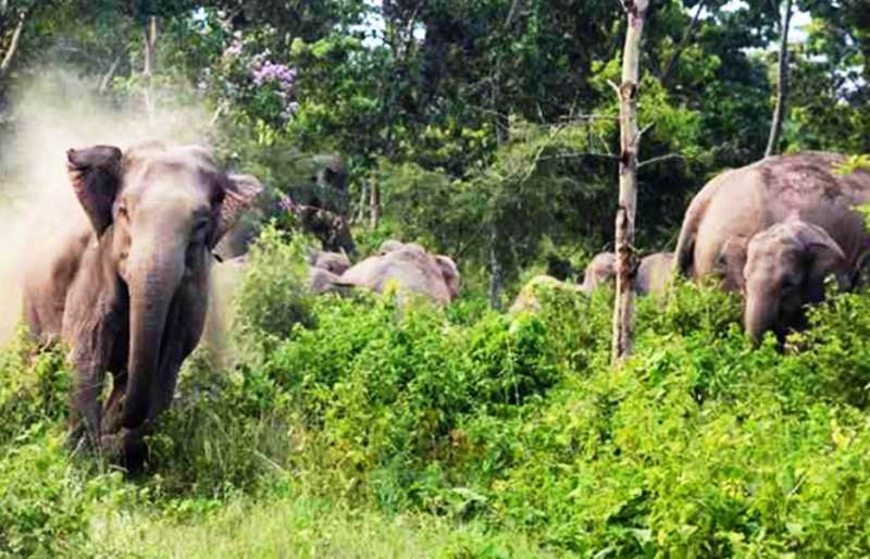 प्रेमनगर क्षेत्र में हाथियों का आतंक 11 झोपड़ियों को किया