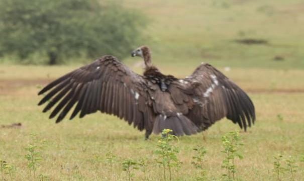 बागबाहरा जंगल से रेस्क्यू कर सफेद पूंछ वाले बीमार गिद्ध