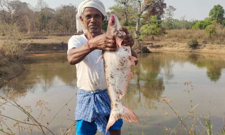 मत्स्य पालन से आर्थिक समृद्धि सालाना आय 55 लाख रुपए