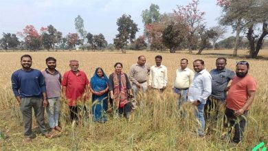 कृषि अधिकारियों ने गेहूं की उन्नत फसल का किया निरीक्षण