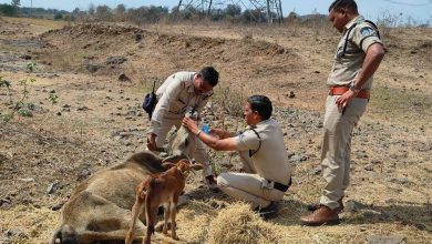 ट्रैफिक पुलिस ने अपनी तत्परता और सराहनीय प्रयास से घायल