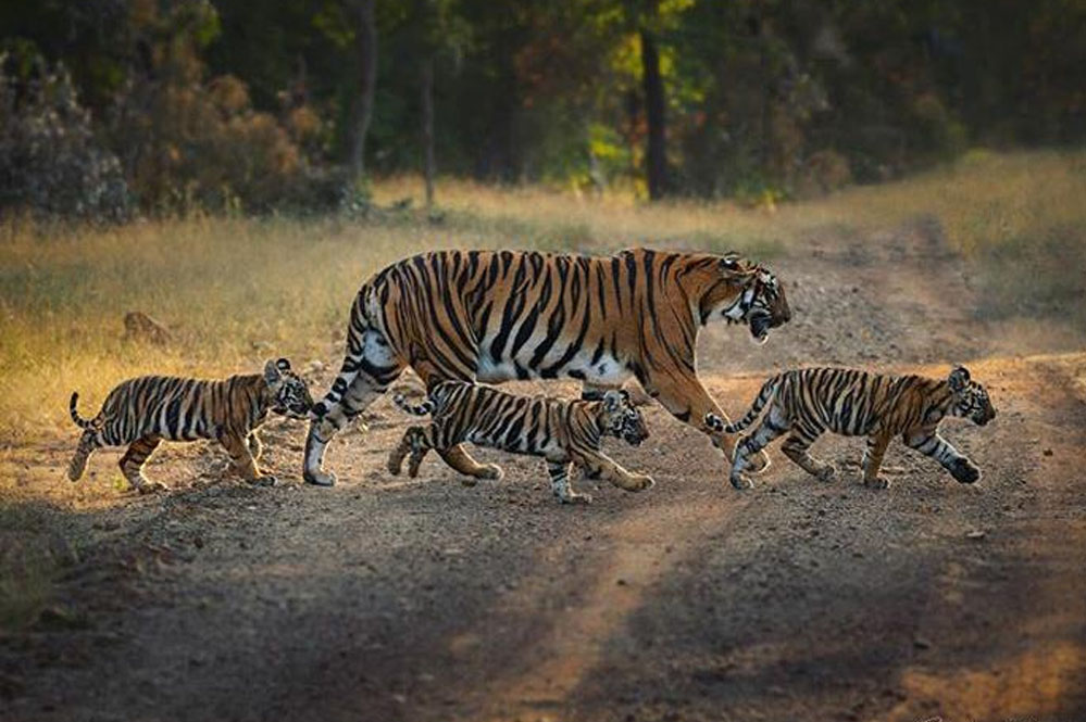 मुख्यमंत्री डॉ यादव 10 मार्च को करेंगे माधव टाइगर रिजर्व