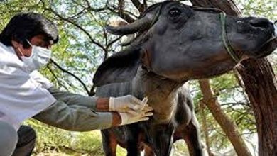 राज्य के गौ तथा भैंस वंशीय पशुओं के लिए एफएमडी