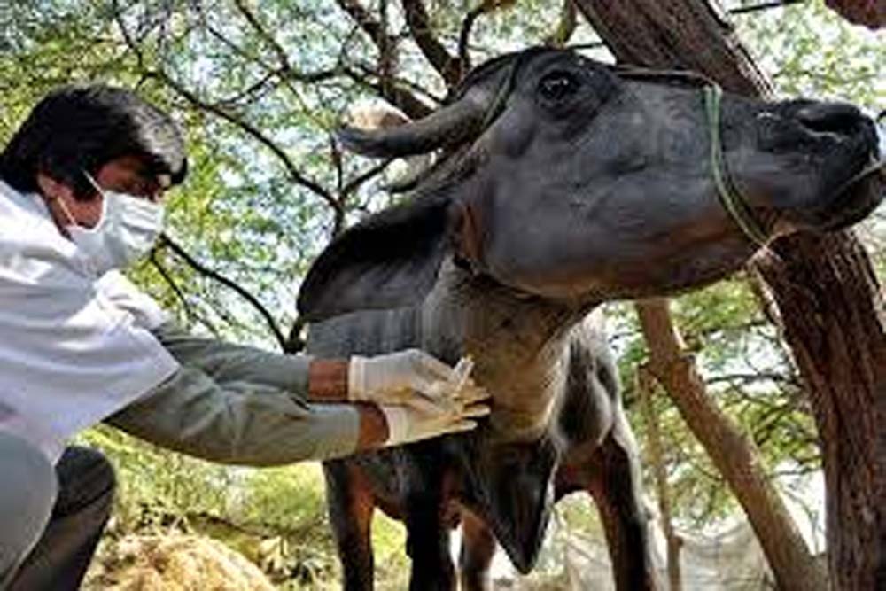 राज्य के गौ तथा भैंस वंशीय पशुओं के लिए एफएमडी